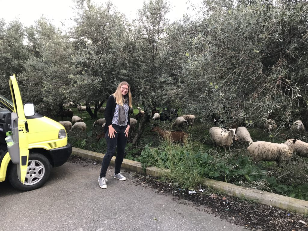 Emsige Schafe und Ziegen im Olivenhain hinterm Supermarktparkplatz mit akutem Futterneid
